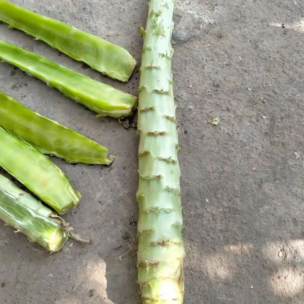'Jiemei' Green Celtuce, 2000 Seeds