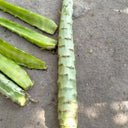 'Jiemei' Green Celtuce, 2000 Seeds