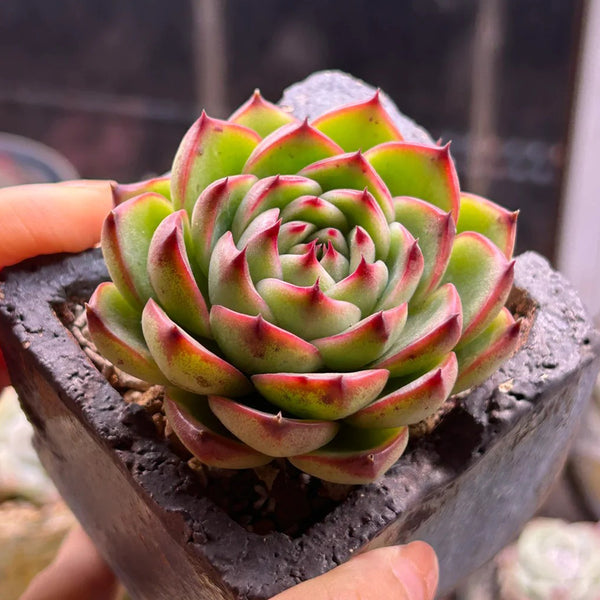 Echeveria cv. 'Gilva', 3pcs x 1-head