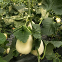 White Sweet Queen Melon Seeds, 50 Seeds