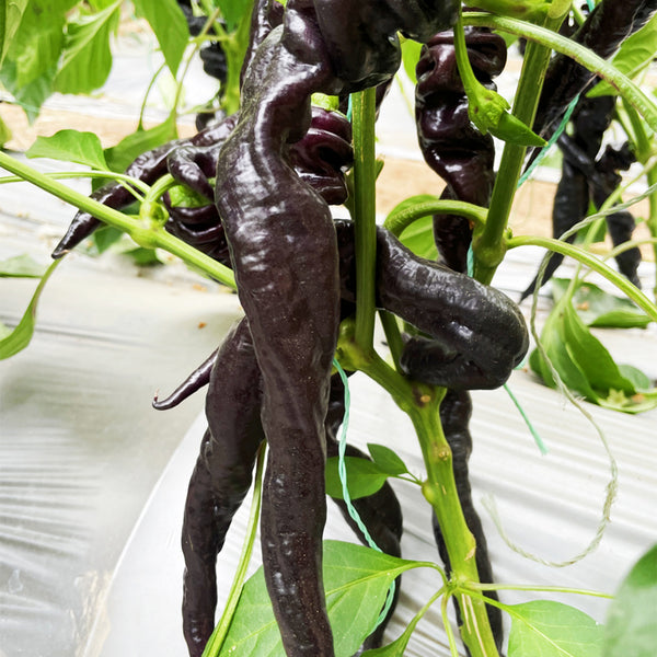 Zilongjiao No.1 Chili Seeds, 10 Seeds