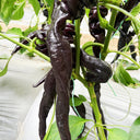 Zilongjiao No.1 Chili Seeds, 10 Seeds