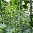 Heimei No. 1 Cowpea, 2 x (10 grams ≈ 70~80 seeds)