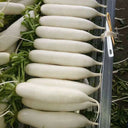 'Xinxuan 13-6' Early-Maturing Radish Seeds, 20g
