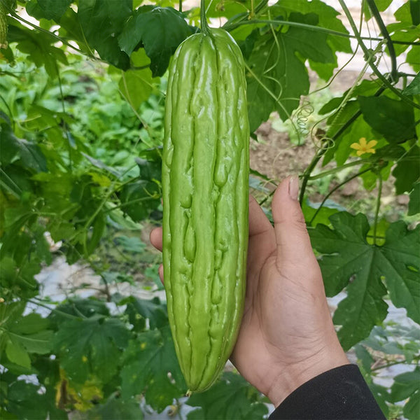 'Jiemei No.3' Bitter Gourd, 10 Seeds