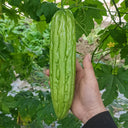 'Jiemei No.3' Bitter Gourd, 10 Seeds