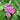 Pink Yarrow, 500 Seeds