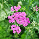 Pink Yarrow, 500 Seeds