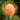 Orange Pincushion Protea, 2 Seeds
