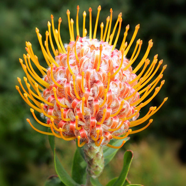 Orange Pincushion Protea, 2 Seeds