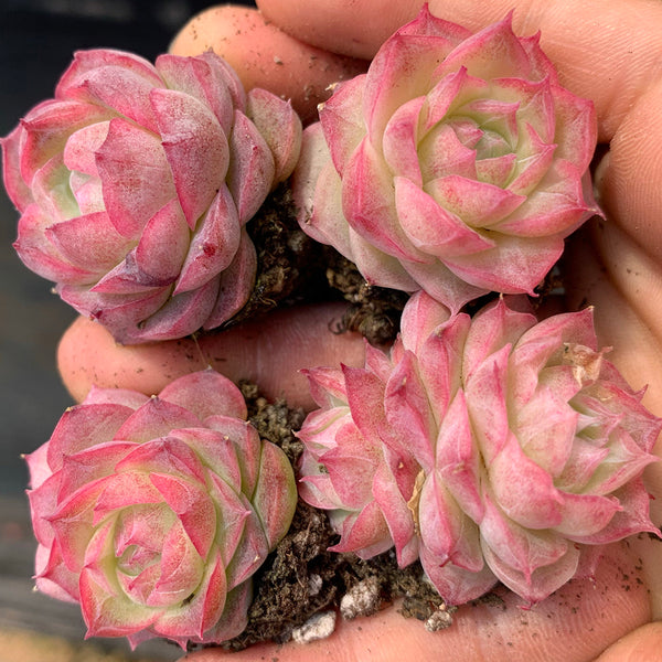 Echeveria cv. 'Pandora Queen', 2pcs x 1-head
