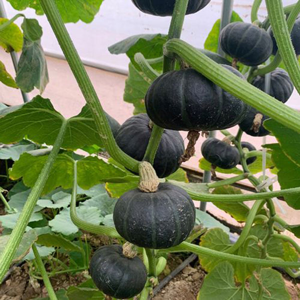 Zhongbei No.2 Pumpkin Seeds, 50 Seeds