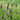 Purple Prairie Clover, 130 Seeds