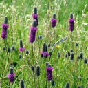 Purple Prairie Clover, 130 Seeds