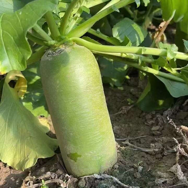 'SanNong Feicui' Fruit Radish Seeds, 100 Seeds