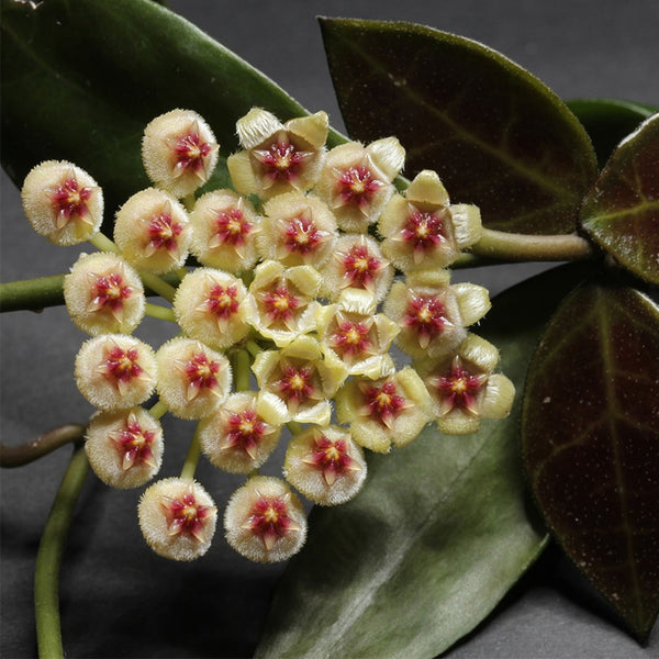 Hoya walliniana, 5 Cuttings