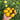 1101 H-34 Gelb Yellow Tomato, 5 Seeds