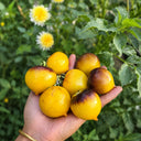 1101 H-34 Gelb Yellow Tomato, 5 Seeds