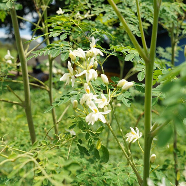 Moringa tree Seeds, 50 Seeds