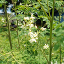 Moringa tree Seeds, 50 Seeds