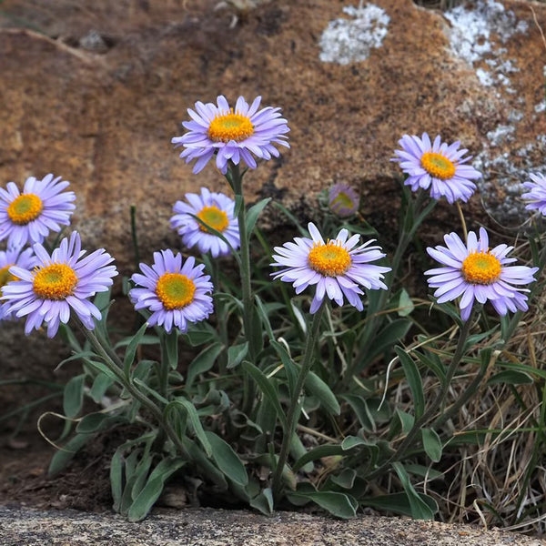 Alpine Aster Mix Seeds, 500 Seeds