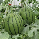 Sugar Globe Petite Watermelon Seeds, 15 Seeds