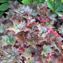 Purple Palace Heuchera, 20 Seeds