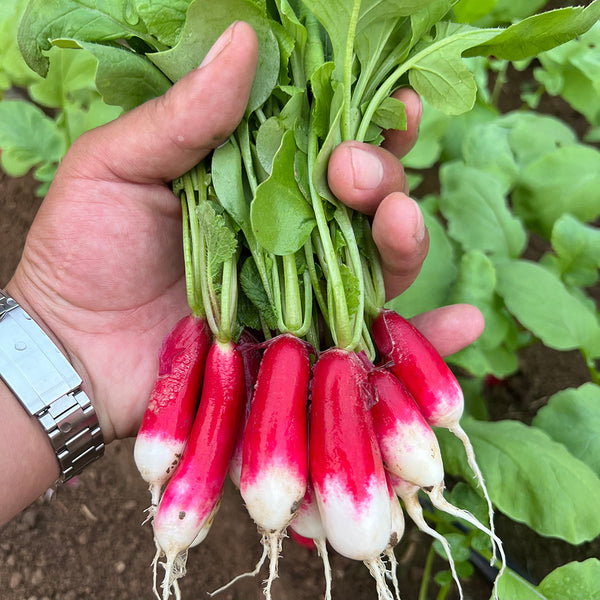 Thumb-sized Fruit Radish Seeds, 5g