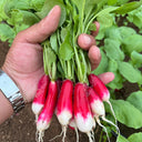 Thumb-sized Fruit Radish Seeds, 5g