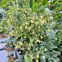 Mille Fleurs Tomato Seeds, 5 Seeds
