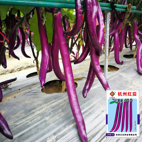 Hangzhou Red Eggplant Seeds, 10g