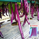 Hangzhou Red Eggplant Seeds, 10g