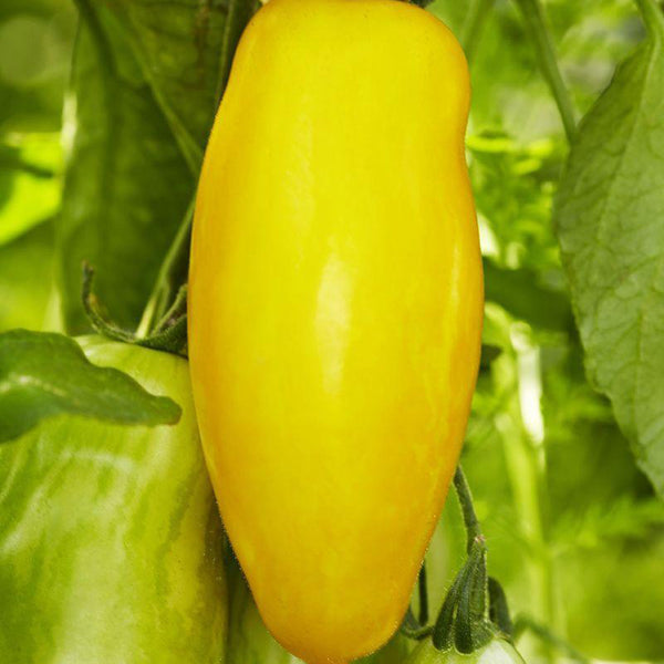 Yellow Banana Tomato, 20 Seeds