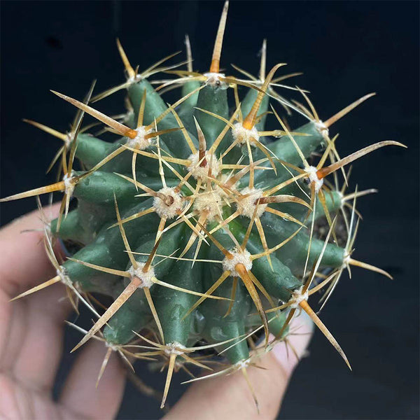 Ferocactus peninsulae, 3-4cm