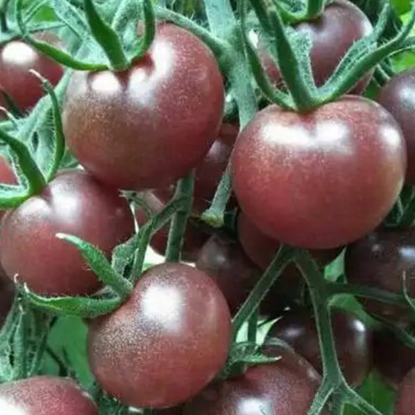 'Midnight Pearl' Cherry Tomato Seeds, 20 Seeds