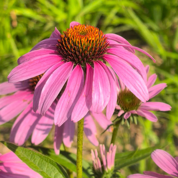 Purple Coneflower, 1g