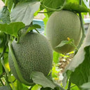 Hami Melon Seeds, 25 Seeds