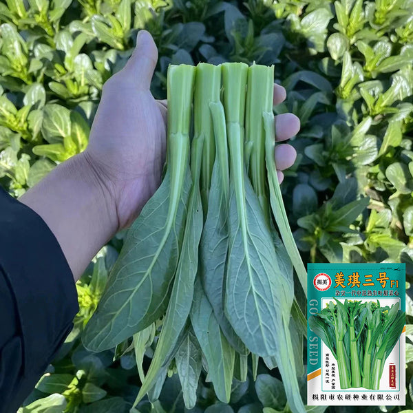 Meiqi No.3 Sweet Choy Sum Seeds, 10g