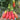 617 Carnica Tomato, 5 Seeds
