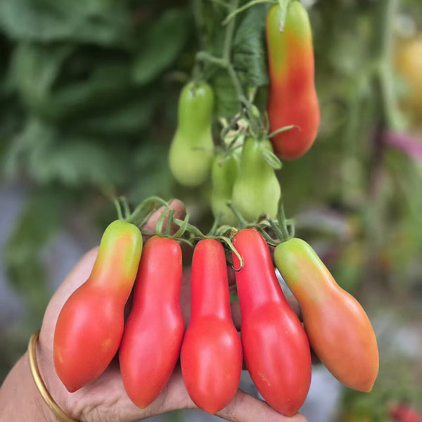 617 Carnica Tomato, 5 Seeds