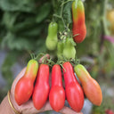 617 Carnica Tomato, 5 Seeds