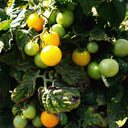 'Jinmeixiuzhu' Cherry Tomatoes, 200 Seeds