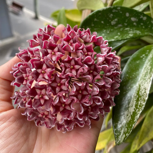 Hoya pubicalyx 'Red Button', 2 Cuttings