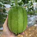 Apple Luffa Seeds, 6 Seeds