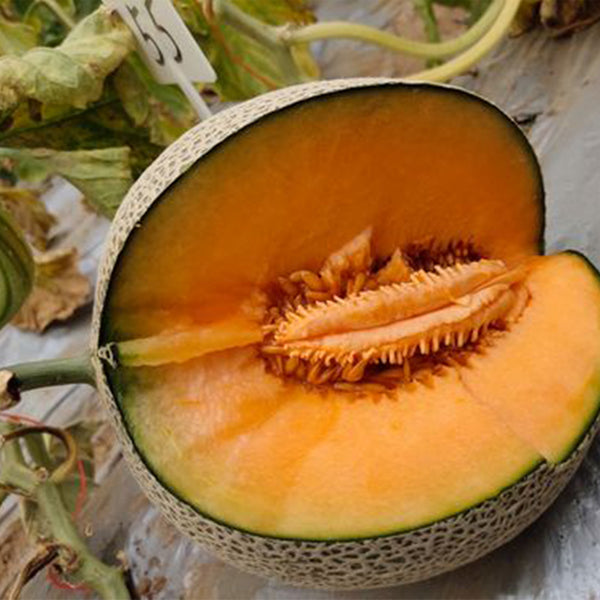 Shuaiguo No.9 Netted Melon Seeds, 10g