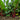 Jiemei Red-Leaf Beet, 10g
