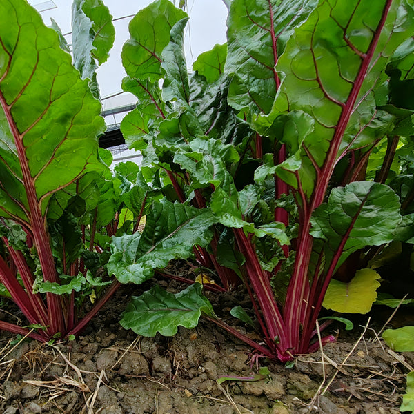 Jiemei Red-Leaf Beet, 10g