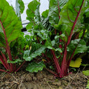 Jiemei Red-Leaf Beet, 10g