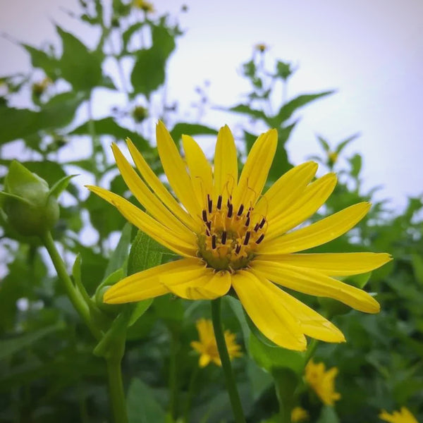 Cup Plant, 100 Seeds