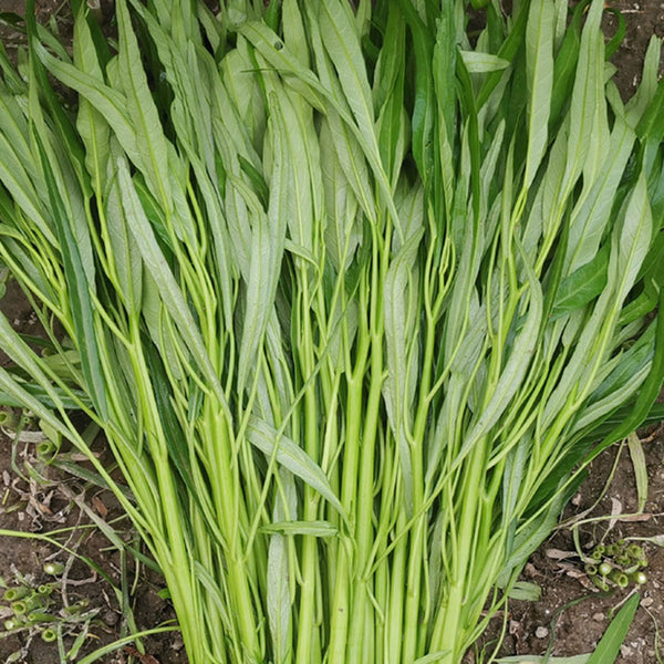 'Jiemei' Green-Stem Water Spinach Seeds, 20g